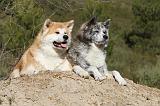 AKITA INU 068
